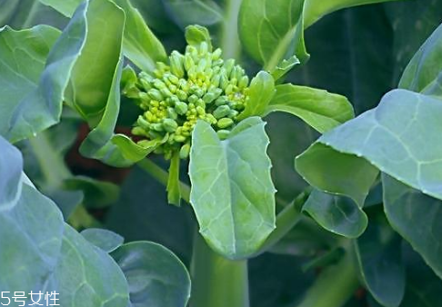 芥蘭會引起皮膚過敏嗎？芥蘭是發(fā)物嗎？