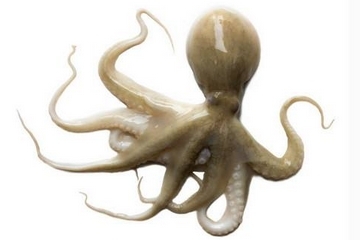 章魚是什么顏色？章魚是什么樣子？