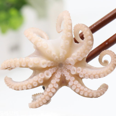 章魚是什么顏色？章魚是什么樣子？