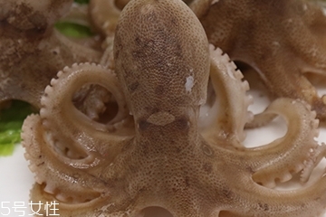 章魚是軟體動物嗎？章魚屬于軟體動物嗎？