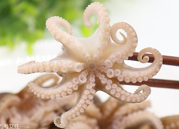 章魚是軟體動物嗎？章魚屬于軟體動物嗎？