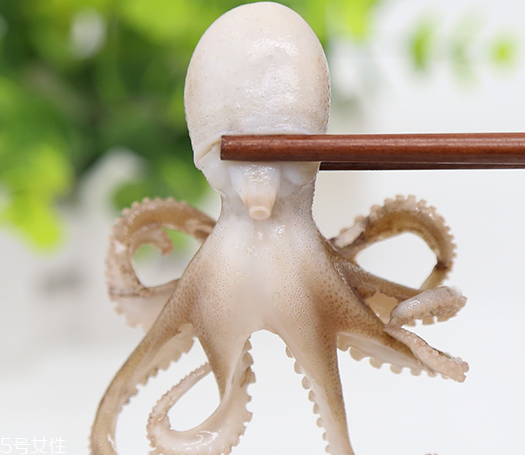 章魚是軟體動物嗎？章魚屬于軟體動物嗎？