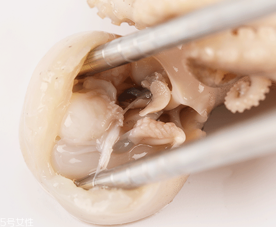 章魚可以炸嗎？章魚能油炸嗎？