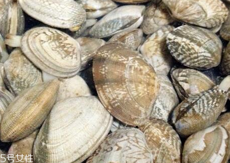 文蛤的形態(tài)特征 文蛤長(zhǎng)什么樣子？