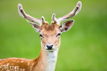 鹿肉是什么鹿的肉？吃鹿肉犯法嗎？