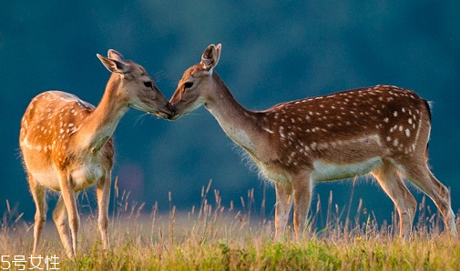 鹿肉是什么鹿的肉？吃鹿肉犯法嗎？