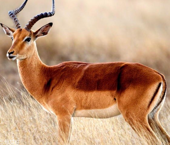 鹿肉是什么鹿的肉？吃鹿肉犯法嗎？