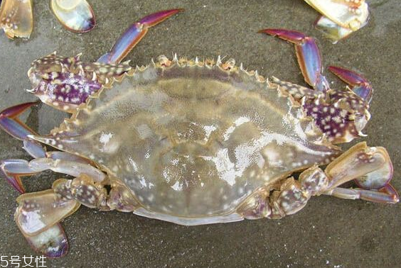 梭子蟹和飛蟹的區(qū)別？飛蟹是梭子蟹嗎？