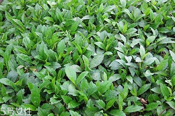 馬蘭頭是什么？什么是馬蘭頭？