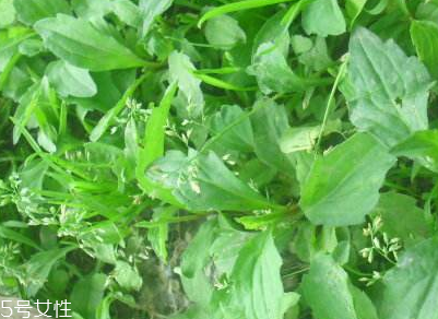 馬蘭頭是什么？什么是馬蘭頭？