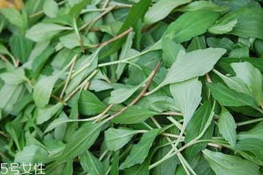 馬蘭頭對(duì)人的好處？馬蘭頭有什么好處？