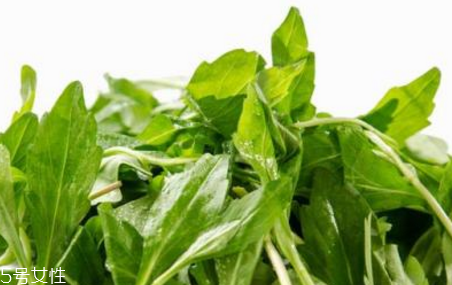 馬蘭頭是板藍(lán)根嗎？