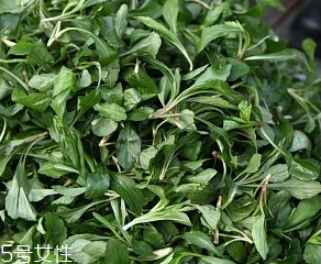 馬蘭頭是板藍(lán)根嗎？