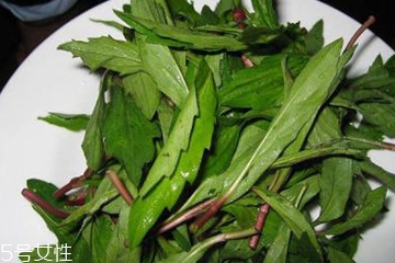 馬蘭頭是馬齒莧嗎？馬蘭頭和馬齒莧的區(qū)別