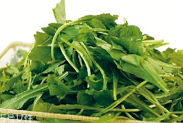 馬蘭頭是馬齒莧嗎？馬蘭頭和馬齒莧的區(qū)別