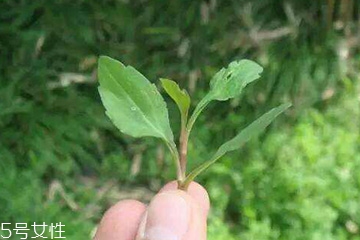 馬蘭頭的味道 馬蘭頭好吃嗎？