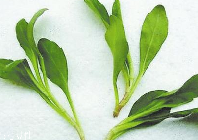 馬蘭頭的味道 馬蘭頭好吃嗎？