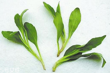 馬蘭頭的禁忌人群 馬蘭頭的適宜人群 馬蘭頭的禁忌人群 馬蘭頭的適宜人群