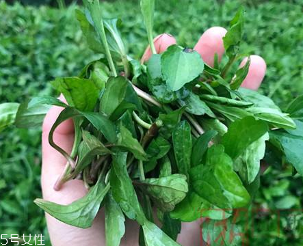 馬蘭頭和蝦能一起吃嗎？馬蘭頭和蝦能一起吃