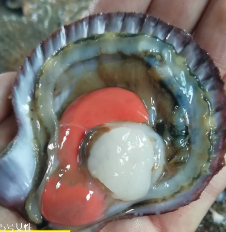 扇貝肉的做法 扇貝肉怎么做好吃？