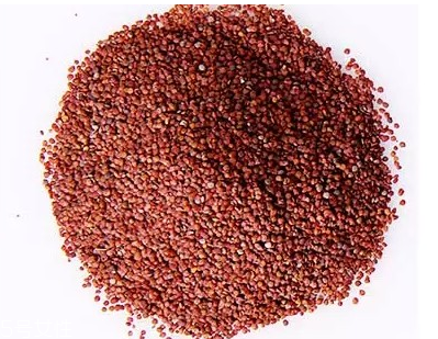 海藻面膜是什么種子？海藻面膜到底是什么？