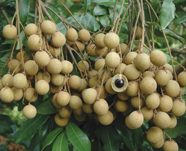 新鮮龍眼怎么挑選與保存 新鮮龍眼怎么挑選與保存