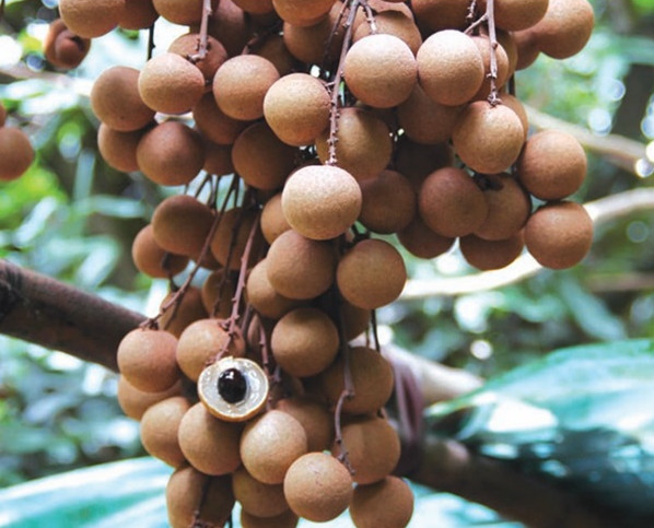 新鮮龍眼怎么挑選與保存 新鮮龍眼怎么挑選與保存