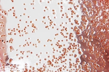 海藻面膜能加蜂蜜嗎？蜂蜜和海藻做面膜好嗎？