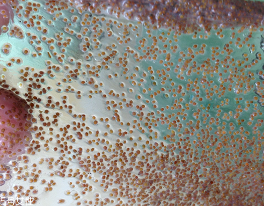 海藻面膜能去黑頭嗎？海藻面膜有去黑頭功效嗎？