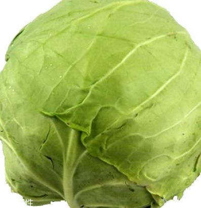 牛心菜怎么種植？牛心菜能種嗎？