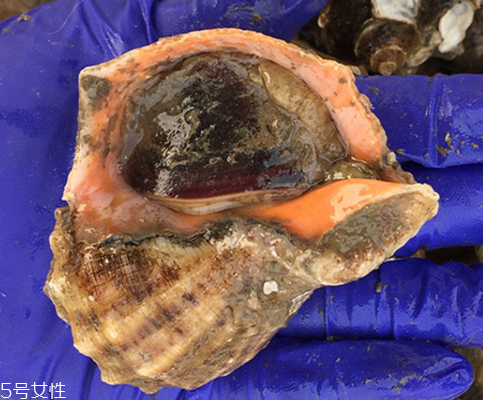 海螺開水還是冷水下鍋？海螺冷水還是熱水煮？