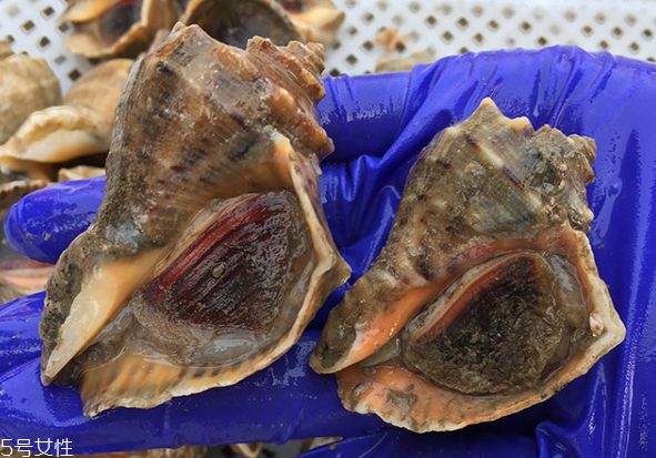 海螺開水還是冷水下鍋？海螺冷水還是熱水煮？