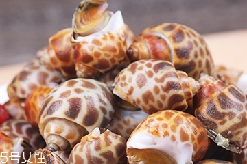 海螺能活幾天？海螺無水可以活幾天？