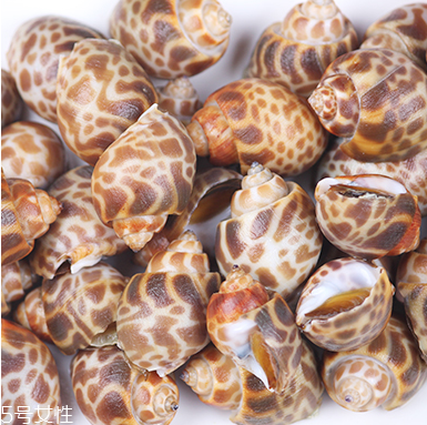 海螺能活幾天？海螺無水可以活幾天？