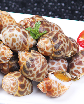 海螺能活幾天？海螺無水可以活幾天？