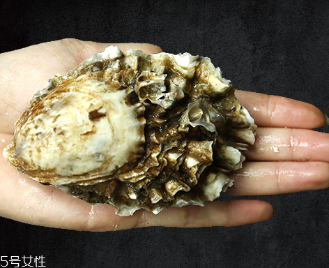 生蠔是蒸還是煮？生蠔蒸好吃還是煮好吃？