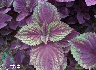 紫蘇葉有什么作用？紫蘇葉的作用