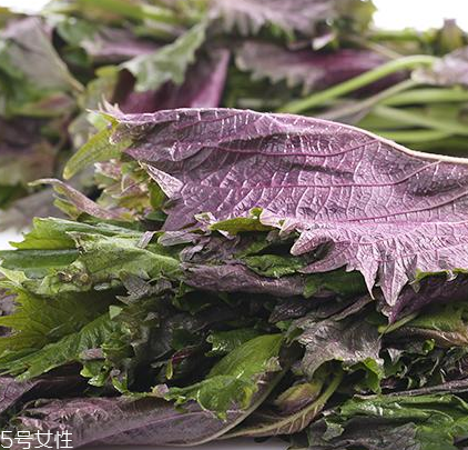 紫蘇葉有什么作用？紫蘇葉的作用