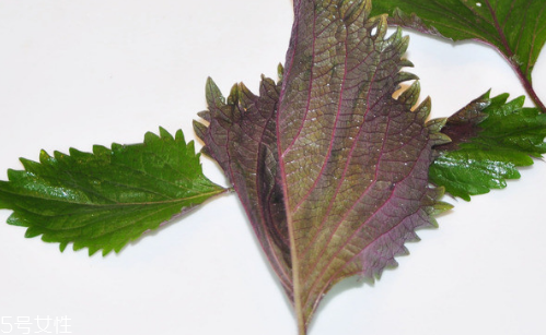 紫蘇葉的養(yǎng)殖方法 紫蘇葉怎么養(yǎng)殖？