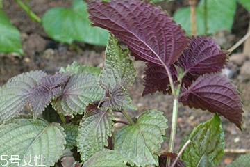 紫蘇葉的養(yǎng)殖方法 紫蘇葉怎么養(yǎng)殖？