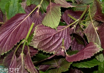 紫蘇葉怎么吃？干紫蘇葉怎么吃？