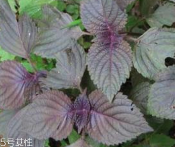 紫蘇葉怎么吃？干紫蘇葉怎么吃？