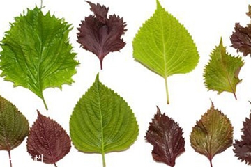 紫蘇葉怎么吃？干紫蘇葉怎么吃？