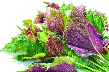 紫蘇葉的好處 紫蘇葉能治感冒嗎？