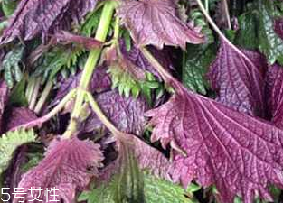 紫蘇葉的好處 紫蘇葉能治感冒嗎？