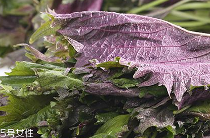 紫蘇葉的好處 紫蘇葉能治感冒嗎？