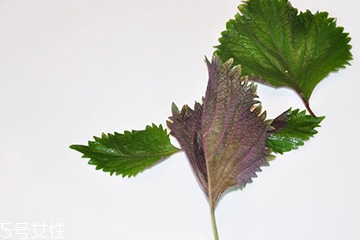 紫蘇葉的食用禁忌 吃紫蘇葉時要注意什么？