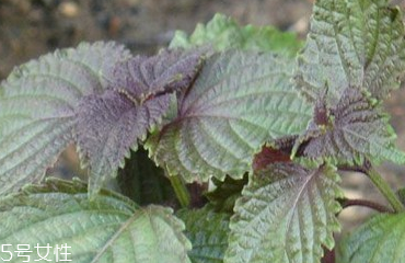 紫蘇葉的食用禁忌 吃紫蘇葉時要注意什么？