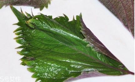 紫蘇葉和蘇子葉的關(guān)系 紫蘇葉與蘇子葉是一樣的嗎？