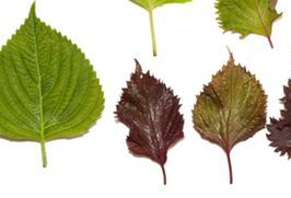 紫蘇葉和蘇子葉的關(guān)系 紫蘇葉與蘇子葉是一樣的嗎？